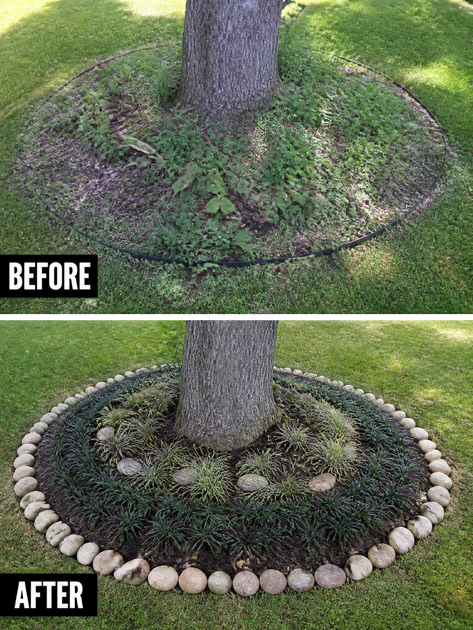 Before and after of tree base: weedy circle edged in black, then mulched with rocks and plants