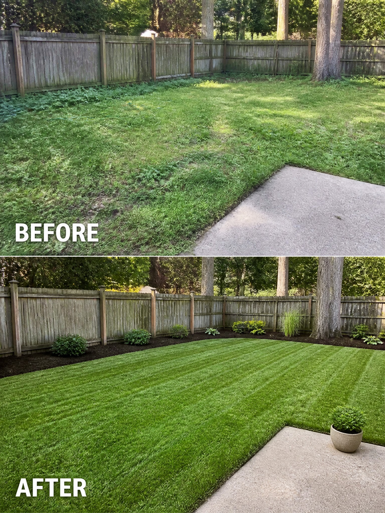 Before and after backyard: overgrown weeds to striped lawn with planted mulch beds