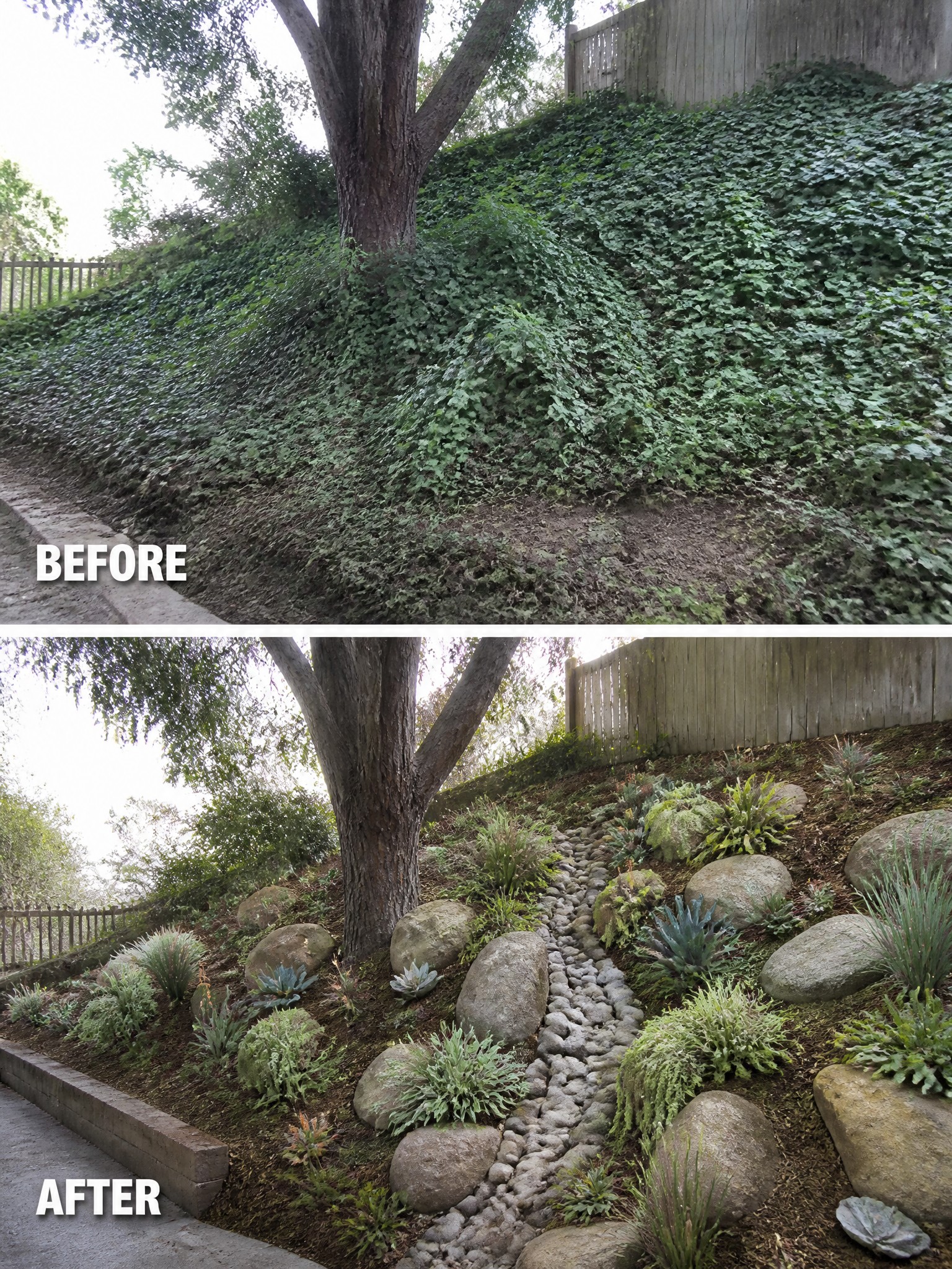Before and after of ivy-covered hillside transformed into landscaped garden with rocks and plants