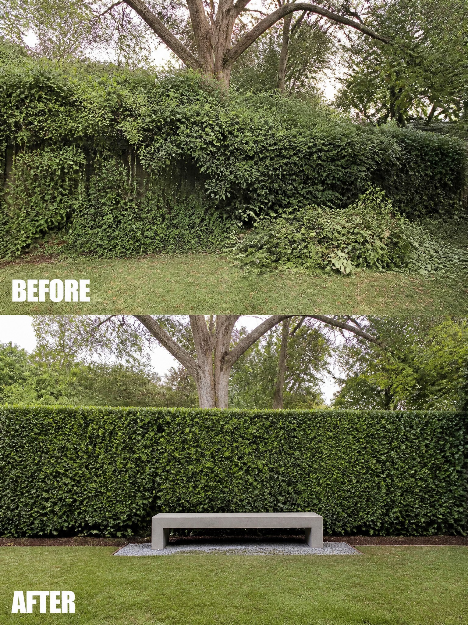 Before and after of overgrown hedge versus trimmed hedge with concrete bench