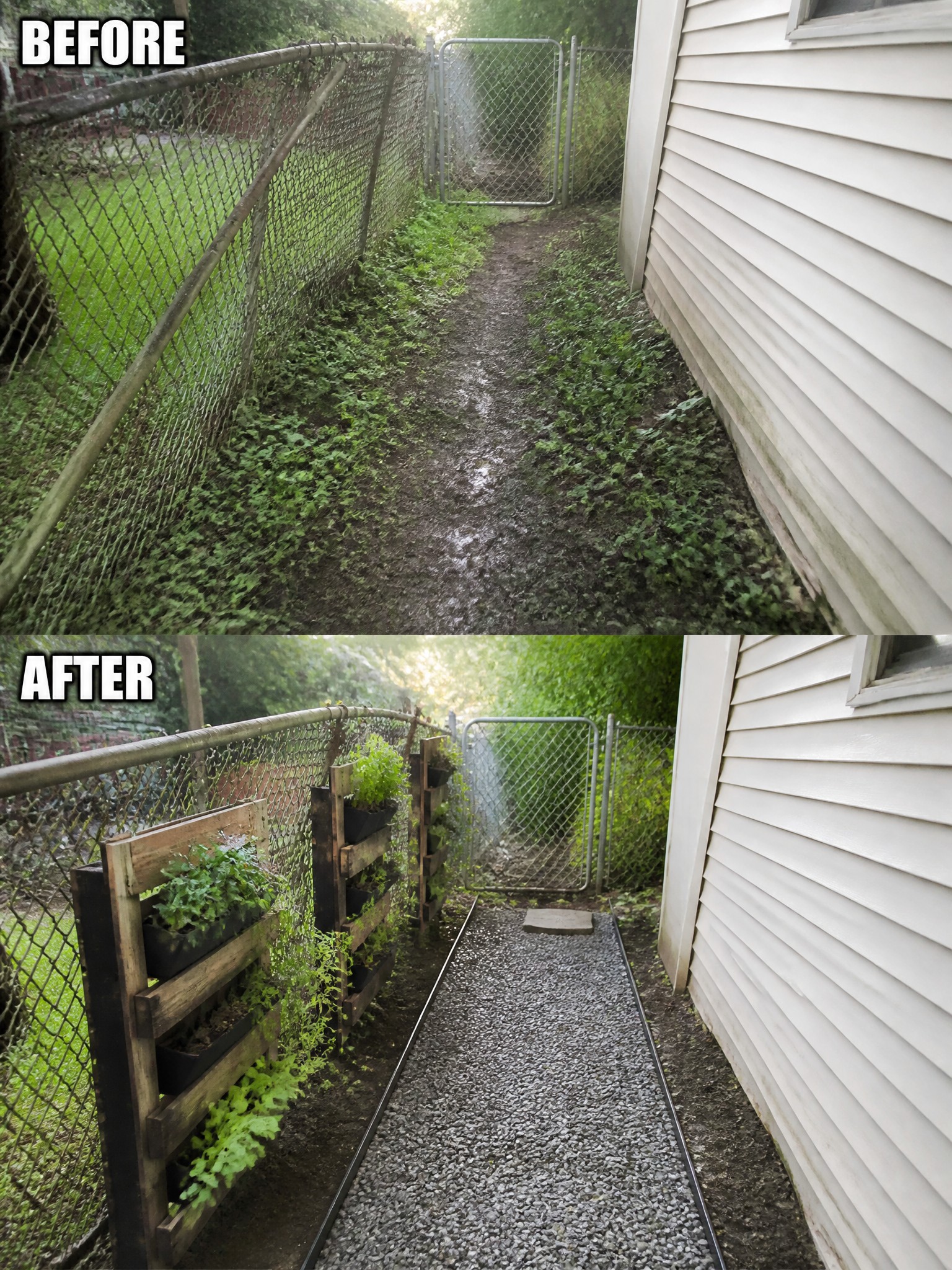 Before-and-after image of an overgrown side yard path changed into a gravel walkway with vertical pallet planters attached to the fence.