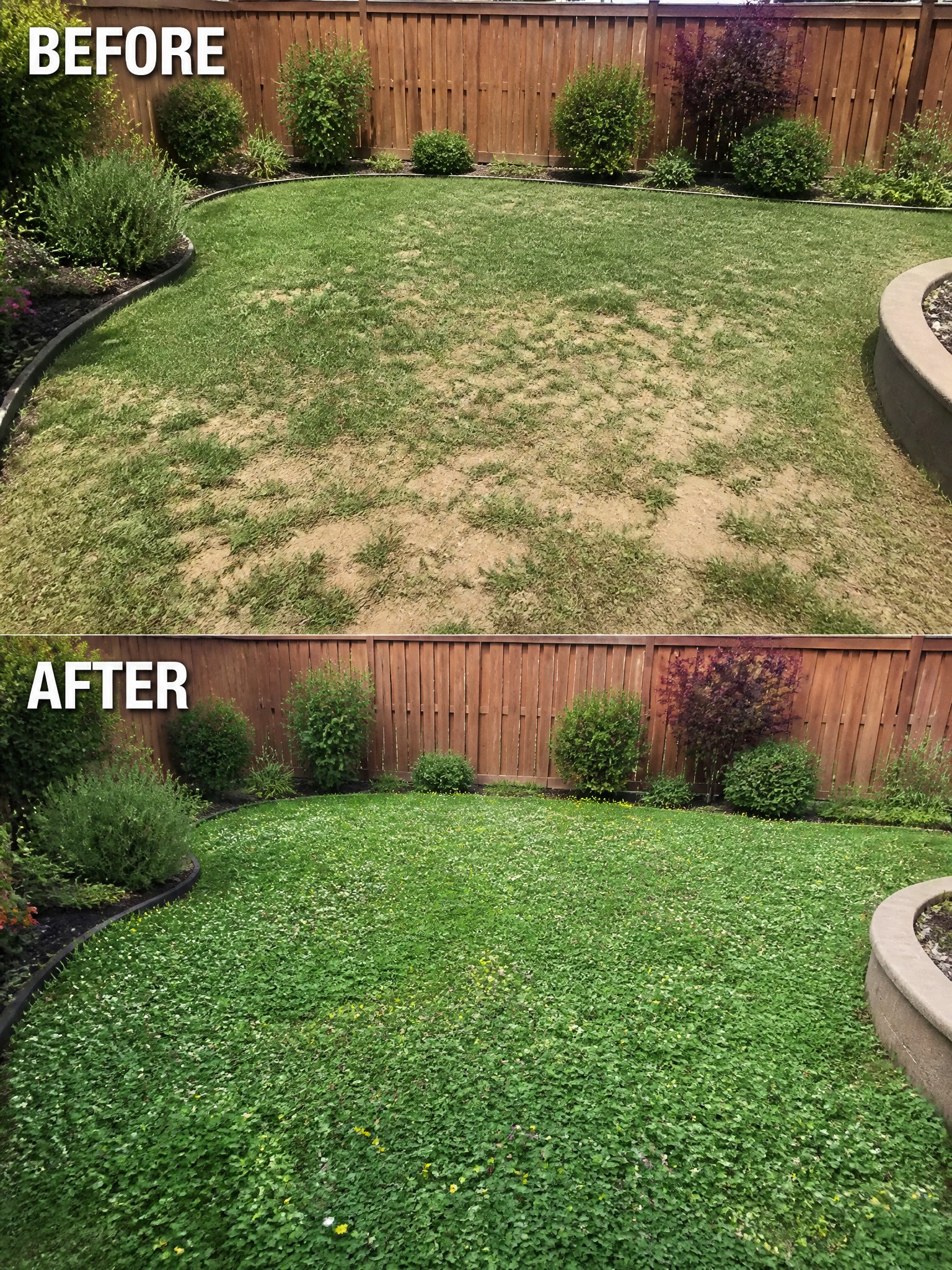 Before-and-after image of a patchy backyard lawn changed into a dense green ground cover with defined garden borders.