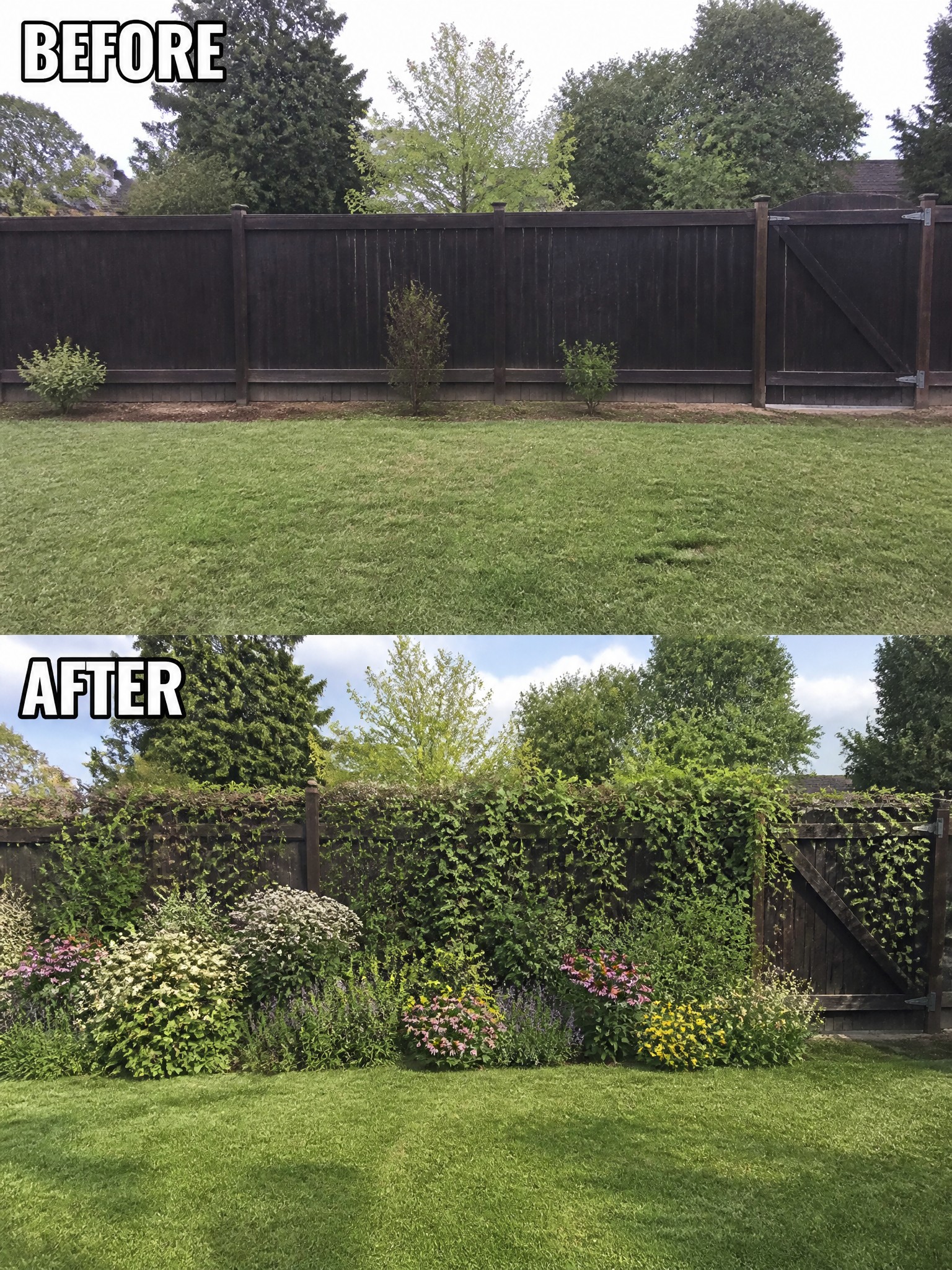 Before and after of a backyard fence with vines and colorful flower beds.