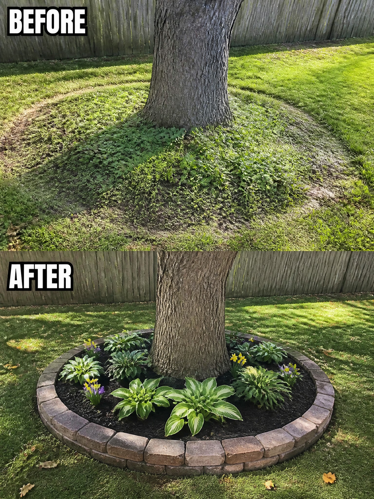 Tree trunk in grassy lawn before and after circular brick garden with hostas and flowers