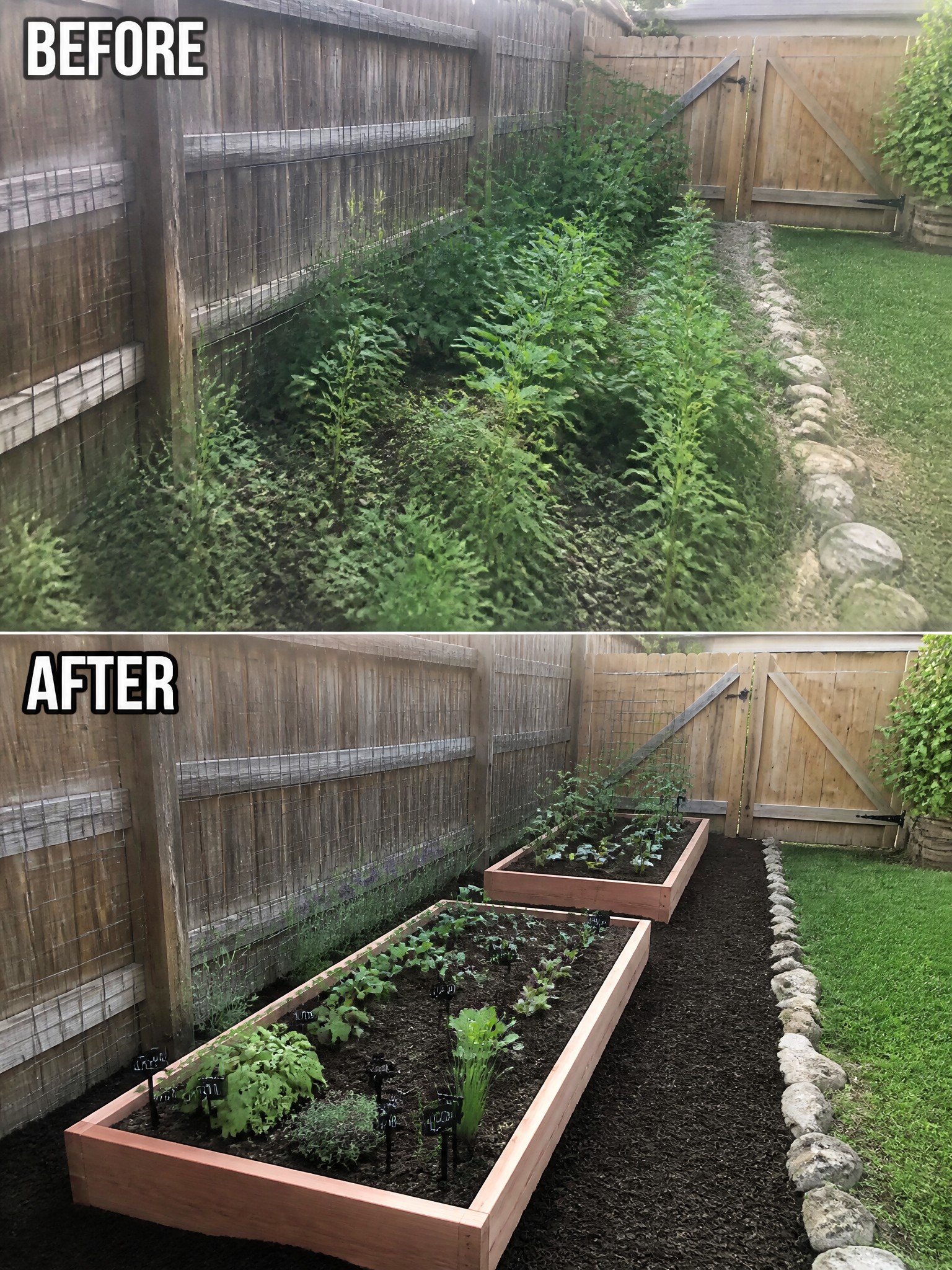 Before and after of overgrown backyard garden transformed into neat raised beds