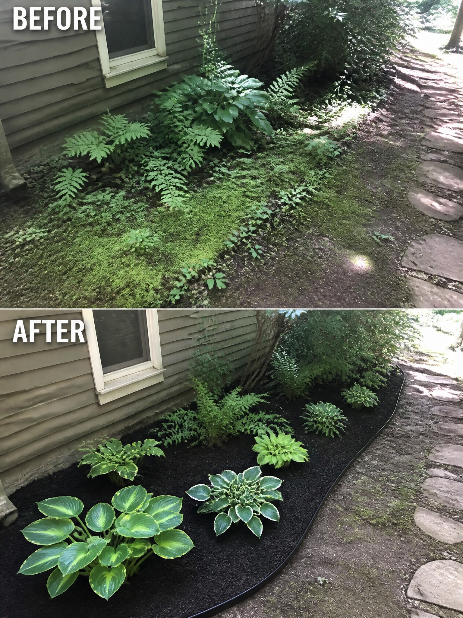Before-and-after image of an overgrown house border changed into neat mulched garden beds with hostas and ferns.