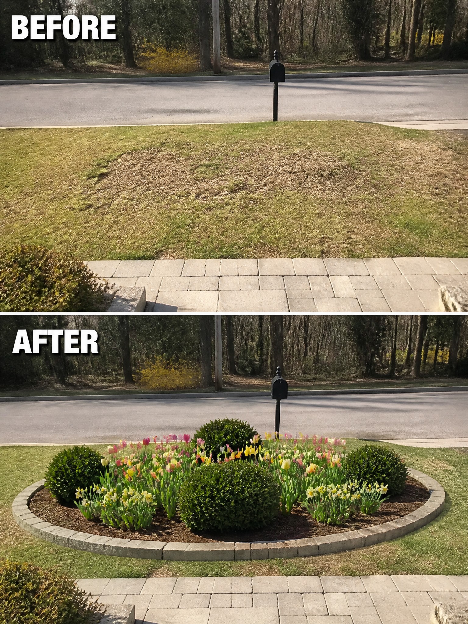 Before and after of patchy lawn transformed into colorful tulip garden with mailbox.