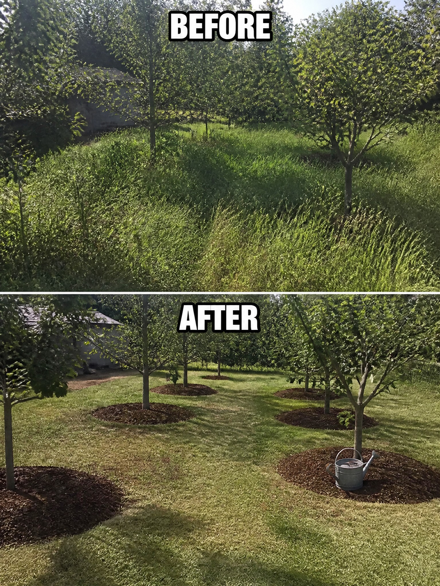 Before-and-after image of an overgrown yard changed into a tidy lawn with mulch rings around the trees.