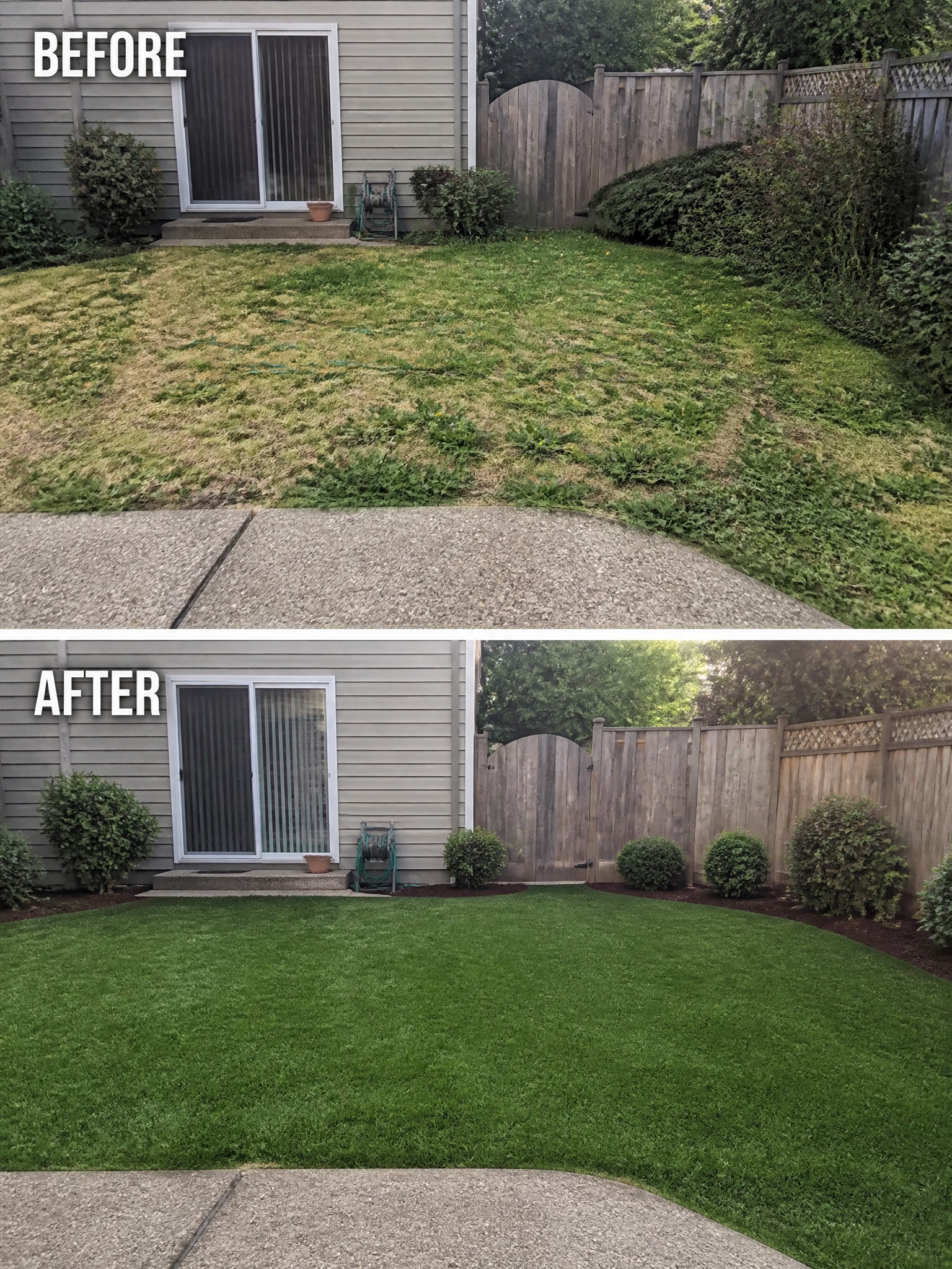 Before-and-after image of an overgrown backyard changed into a clean lawn with defined mulched borders and trimmed shrubs.