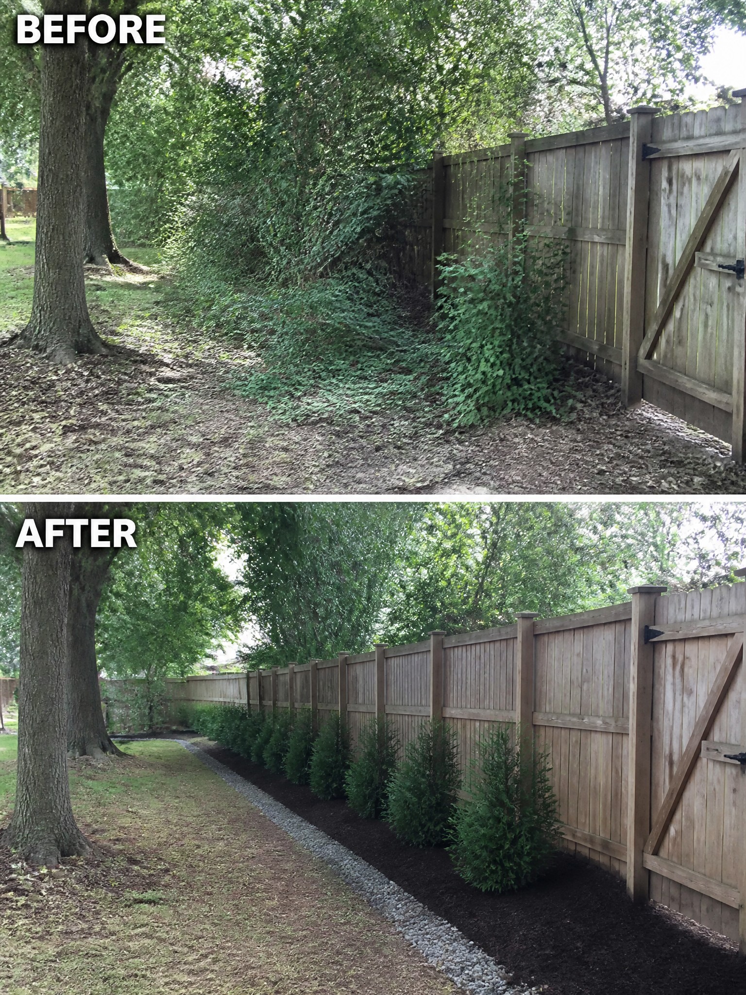 Before and after of overgrown fence cleared and landscaped with shrubs and mulch