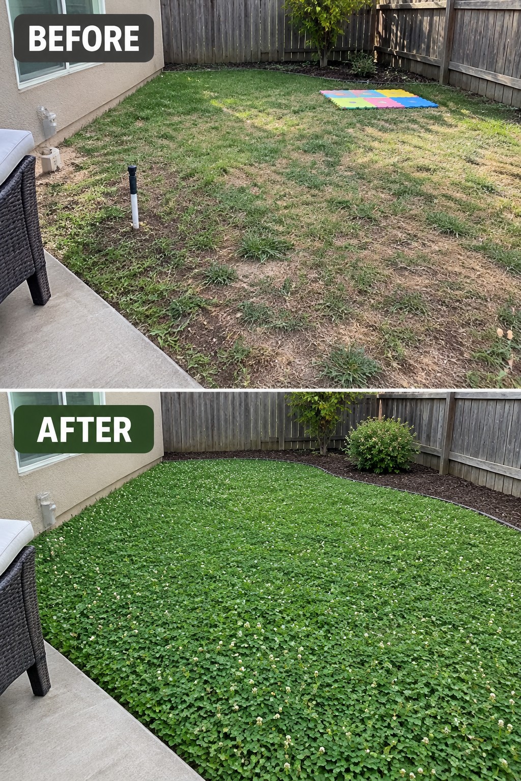 Before-and-after image of a patchy backyard lawn transformed into dense green ground cover with small white flowers.