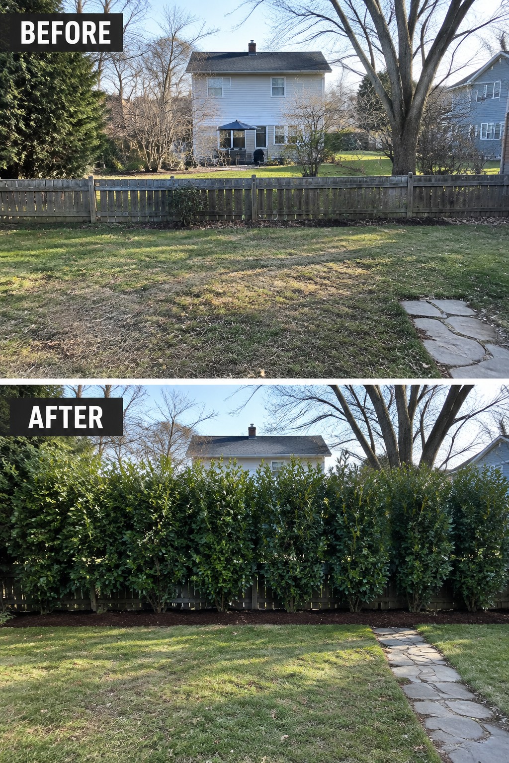 Before-and-after backyard with new dense green hedge along wooden fence