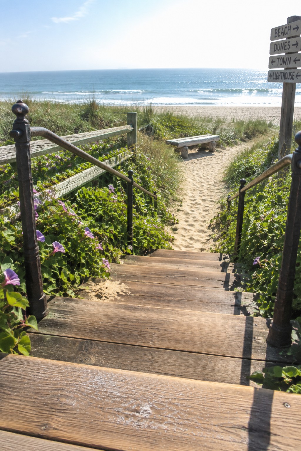 Wooden steps with dark railings descend toward a sandy path, bordered on both sides by green plants with purple flowers.