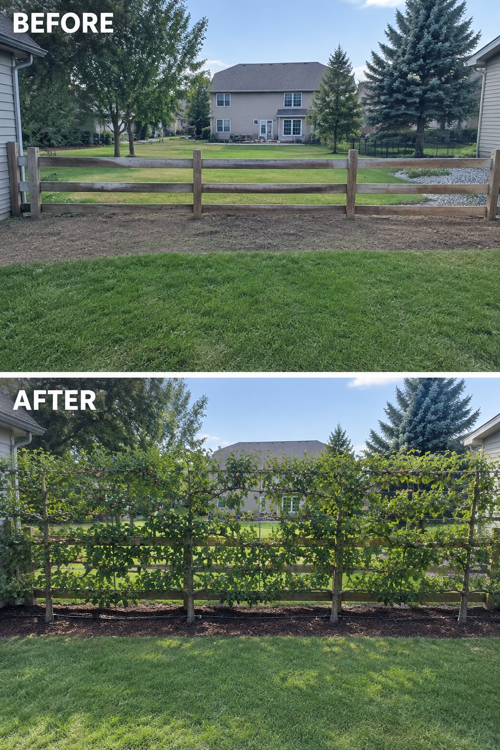 Before-and-after image of a wooden fence changed from bare rails to covered with green climbing vines.