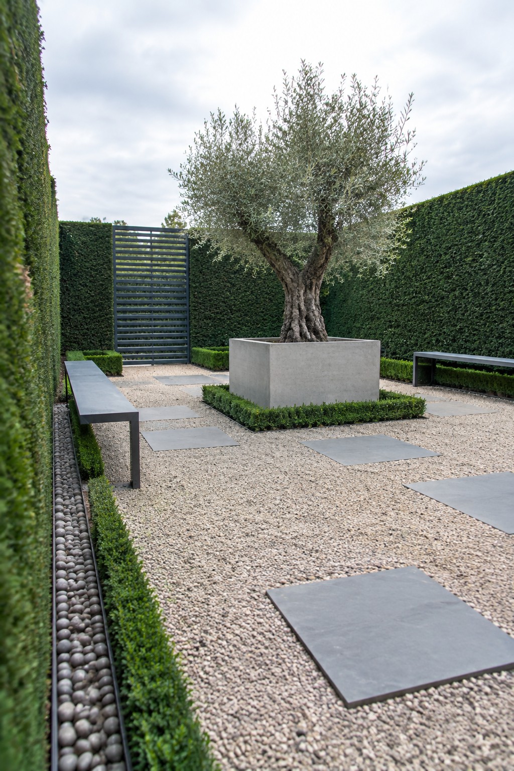 A gravel garden with square stepping stones, a large olive tree in a concrete planter, and tall green hedges surrounding the space with a dark slatted screen visible in the background.