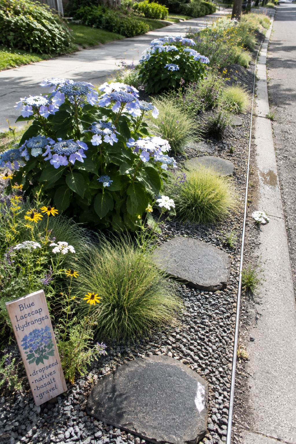 Blue hydrangeas, ornamental grasses, and small flowers grow in a gravel garden bed beside a sidewalk.