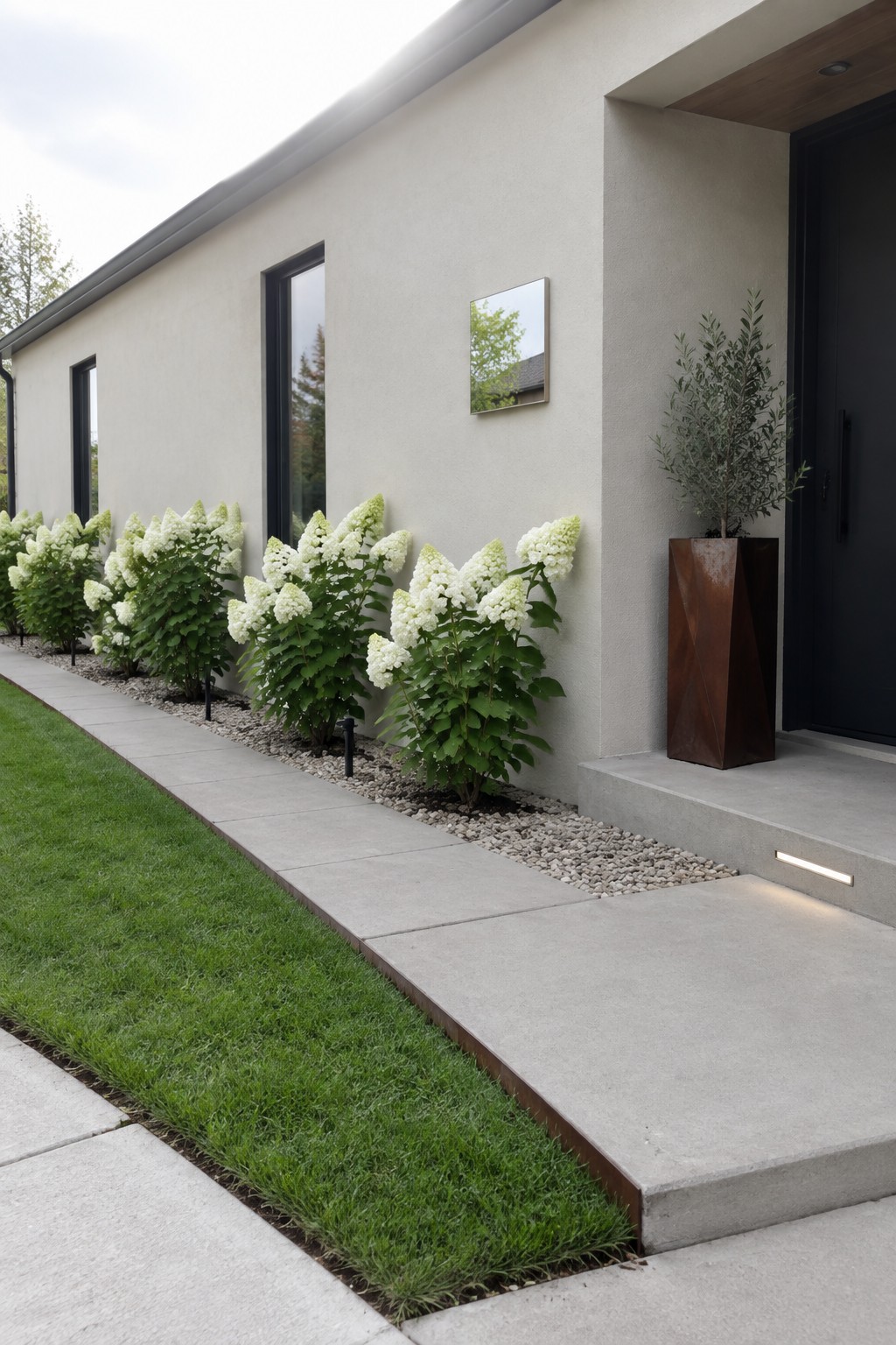 White flowering hydrangeas grow in a row beside a concrete walkway along a modern house.
