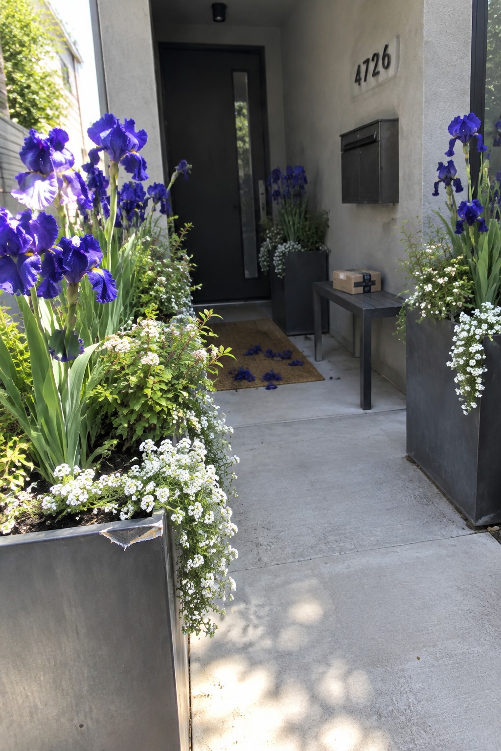 Purple irises and small white flowers grow in large dark planters beside a concrete front walkway leading to a dark entry door.