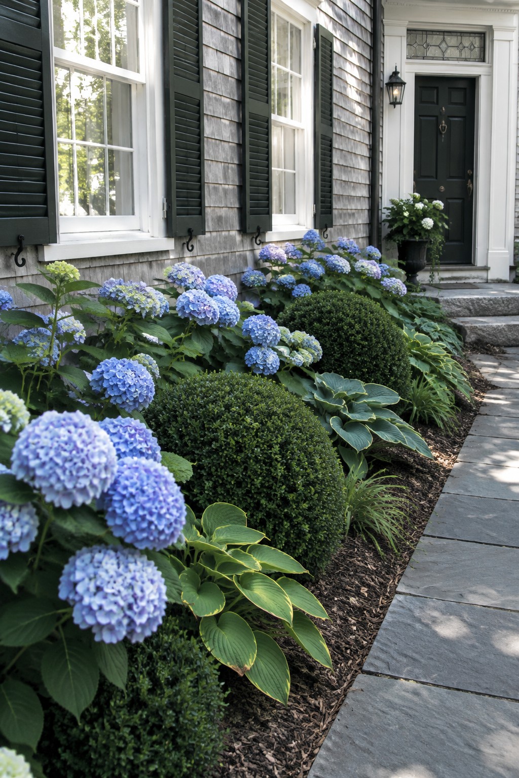 Blue hydrangeas, variegated hostas, and rounded evergreen shrubs fill a mulched bed beside a stone walkway and gray-shingled house.